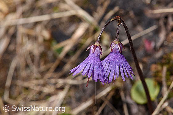 Foto: Grosses Alpenglöckchen (Soldanella alpina). Blüten und Stängel.
