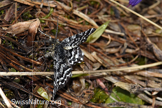 Photo: Macaria carbonaria. Wingspan: 21mm. View from the front.