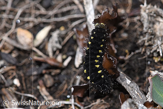 Foto: Raupe des Alpen-Widderchens (Zygaena exulans) an Isländisch Moos (Cetraria islandica). Ansicht von oben.