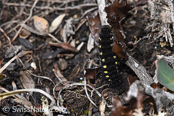 Foto: Raupe des Alpen-Widderchens (Zygaena exulans) an Isländisch Moos (Cetraria islandica). Ansicht von oben.