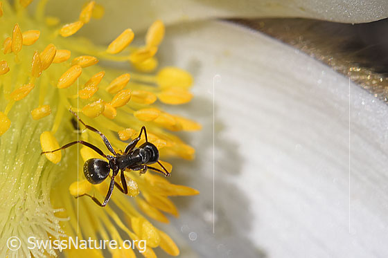 Foto: Formica lemani (Waldameise) auf Frühlings-Anemone (Pulsatilla vernalis). Länge 5mm. Ansicht von oben.