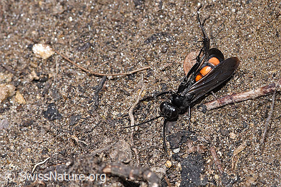 Foto: Frühlings-Wegwespe (Anoplius viaticus). Länge 9 - 14mm. Weibchen. Ansicht von vorne oben.