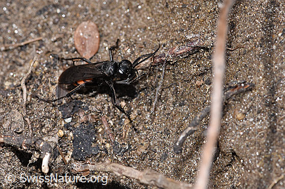 Foto: Frühlings-Wegwespe (Anoplius viaticus). Länge 9 - 14mm. Weibchen. Ansicht von vorne oben.