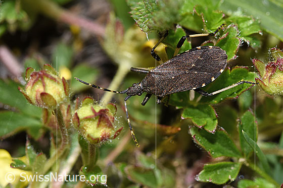Foto: Dicranocephalus medius (Wolfsmilchwanze). Länge 10mm. Ansicht von oben.