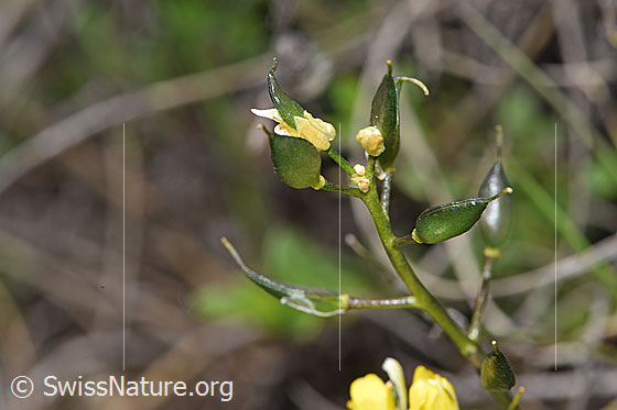Foto: Immergrünes Felsenblümchen (Draba aizoides). Schötchen.