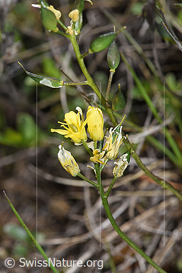 Foto: Immergrünes Felsenblümchen (Draba aizoides). Schötchen, Blüten und Stängel.
