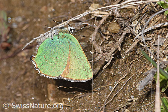 Photo: Callophrys rubi. Wings closed. View from the side,