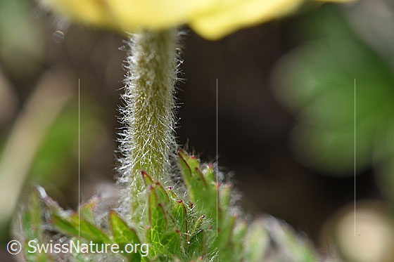 Foto: Schwefel-Anemone (Pulsatilla alpina ssp. apiifolia). Stängel.