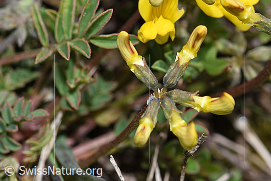 Photo: Hippocrepis comosa. Flowers not yet open.