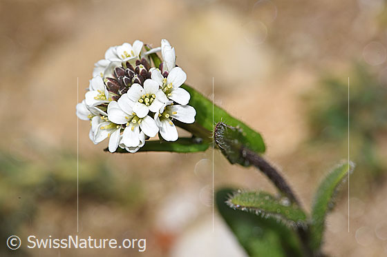 Foto: Wahrscheinlich Bewimperte Gänsekresse (Arabis ciliata). Blütenstand.