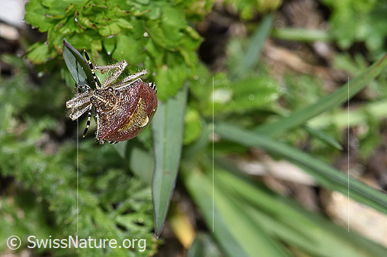 Photo: Dolycoris baccarum. Length 10 - 12mm. View from the front.