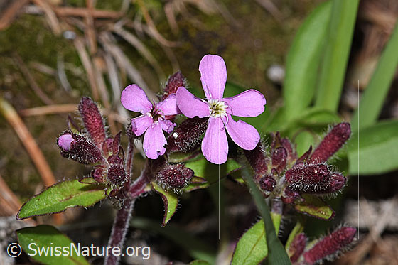 Foto: Rotes Seifenkraut (Saponaria ocymoides). Blüten.
