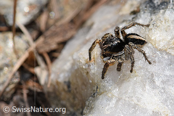 Photo: Aelurillus v-insignitus. Male. Body length: 4 - 5mm. View from diagonally above.