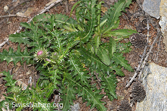 Photo: Probably Carduus defloratus ssp. tridentinus. Whole plant (habiti).