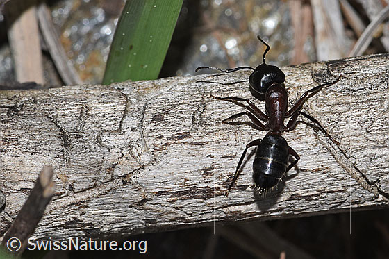 Foto: Braunschwarze Rossameise (Camponotus ligniperda). Länge 10mm. Ansicht von oben.
