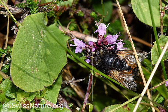 Photo: Probably Nowickia ferox on flower. Length 13 - 16mm. View from top.