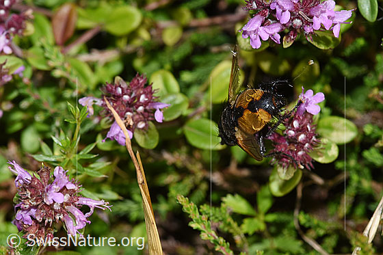 Photo: Probably Nowickia ferox on flower. Length 13 - 16mm. View from behind.