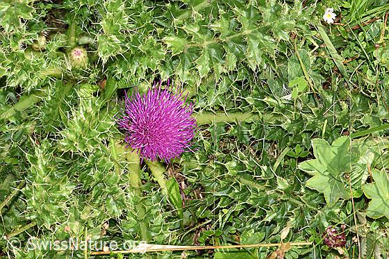 Foto: Stängellose Kratzdistel (Cirsium acaule). Ganze Pflanze (Habitus).