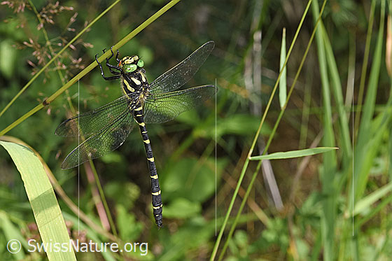 Photo: Cordulegaster bidentata. Hanging on a blade of grass. View from the side.