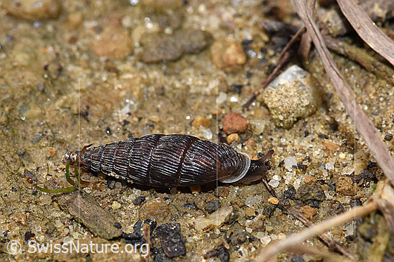 Photo: Probably Clausilia cruciata.