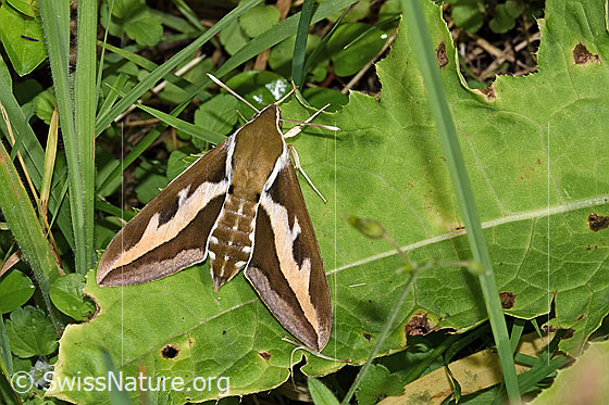 Labkrautschwärmer (Hyles gallii)
