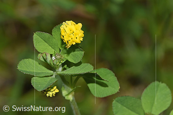 Photo: Medicago lupulina. Whole plant (habiti).