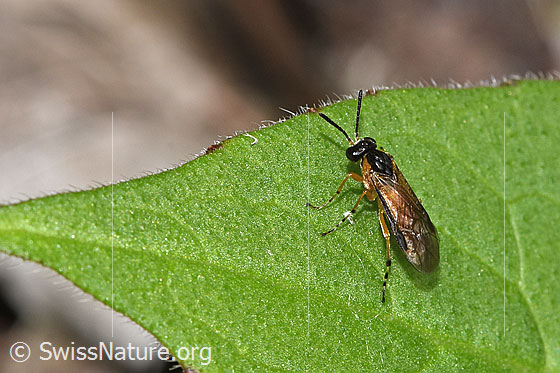 Foto: Wahrscheinlich Athalia circularis (Echte Blattwespe). Länge 7 - 10mm. Ansicht von seitlich oben.
