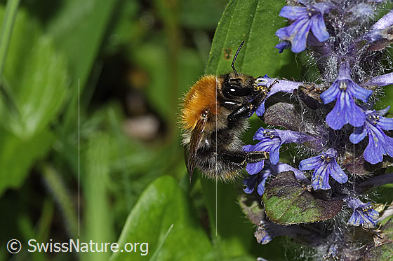 Foto: Wahrscheinlich Ackerhummel (Bombus pascuorum) an Kriechendem Günsel (Ajuga reptans). Länge 9 - 15mm. Ansicht von der Seite.