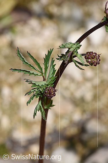 Photo: Sanguisorba minor. Stem and stem leaves.