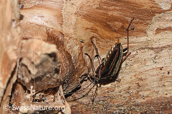 Photo: Oxymirus cursor. Length 16 - 30mm. Female. Also called Toxotus cursor. View from top rear.
