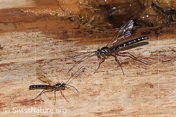 Foto: Holzwespen-Schlupfwespen (Rhyssa persuasoria). Länge 18 - 35mm. Männchen. Zwei Exemplare unterschiedlicher Grösse. Ansicht von der Seite.
