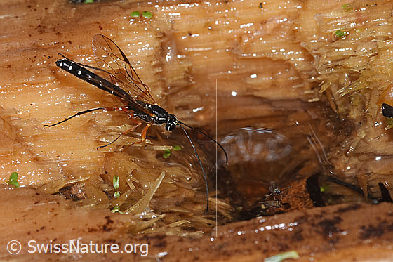 Foto: Holzwespen-Schlupfwespen (Rhyssa persuasoria). Länge 18 - 35mm. Männchen. Ansicht von seitlich oben.
