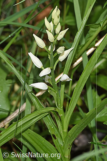 Foto: Langblättriges Waldvögelein (Cephalanthera longifolia). Ganze Pflanze (Habitus).
