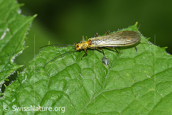 Photo: Probably Isoperla grammatica. Male. Length without antenna: 16mm. View from the side above.