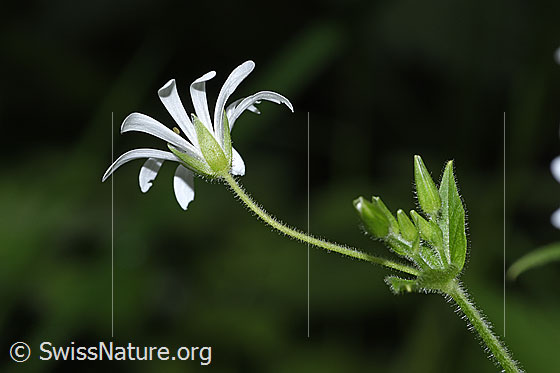 Foto: Gewöhnliche Hain-Sternmiere (Stellaria nemorum). Blüte und Kelch. Ansicht von der Seite.