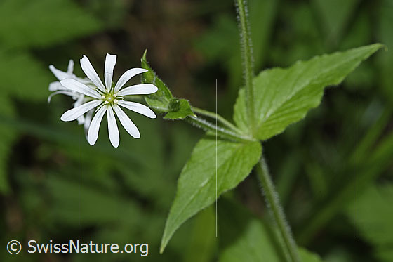 Gewöhnliche Hain-Sternmiere (Stellaria nemorum)