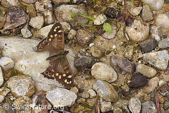 Foto: Waldbrettspiel (Pararge aegeria). Flügel geöffnet. Teile der Hinterflügel fehlen. Ansicht von oben. 