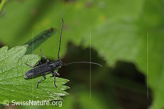 Photo: Phytoecia cylindrica. Length 11mm. Female. View from diagonally above.
