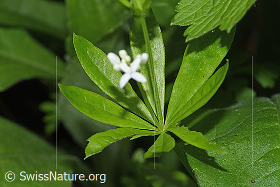 Photo: Galium odoratum. Leaves.
