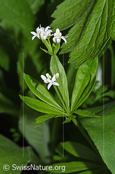 Photo: Galium odoratum. Whole plant (habiti).