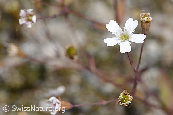 Foto: Felsen-Leimkraut (Silene rupestris). Blüte.