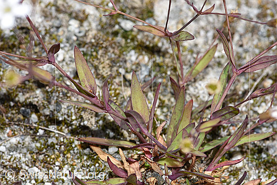 Foto: Felsen-Leimkraut (Silene rupestris). Blätter und Stängel.