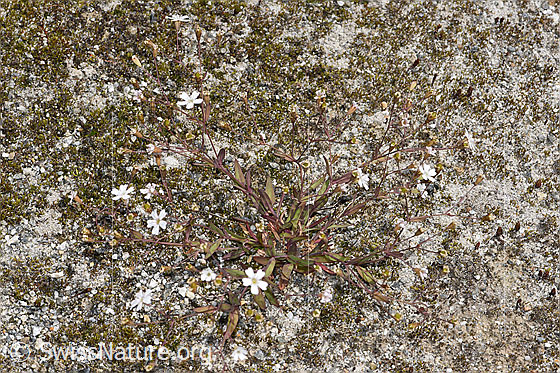 Foto: Felsen-Leimkraut (Silene rupestris). Ganze Pflanze (Habitus).