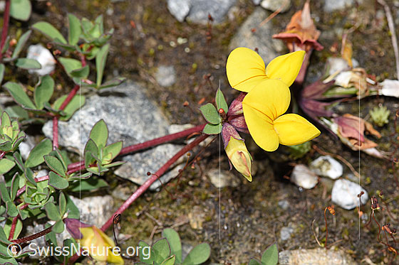 Photo: Lotus alpinus. Blossom and stem.