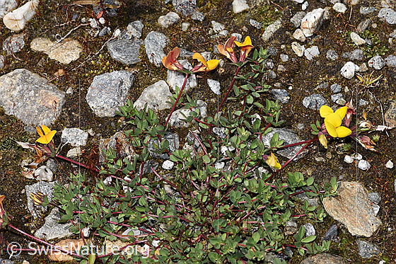Foto: Alpen-Hornklee (Lotus alpinus). Ganze Pflanze (Habitus).