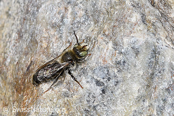 Foto: Wahrscheinlich Hornklee-Felsenbiene (Hoplitis loti). Länge 10mm. Männchen. Ansicht von seitlich oben.