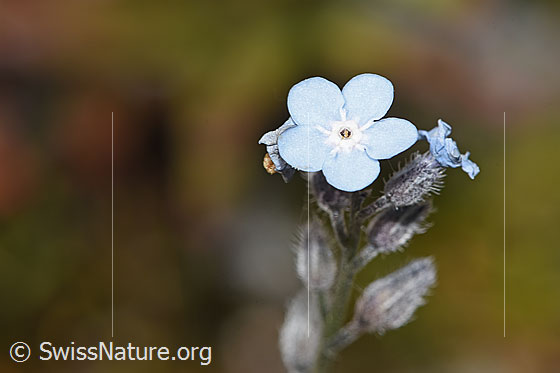Foto: Alpen-Vergissmeinnicht (Myosotis alpestris). Blüten.