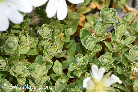 Photo: Probably Cerastium uniflorum. Leaves.