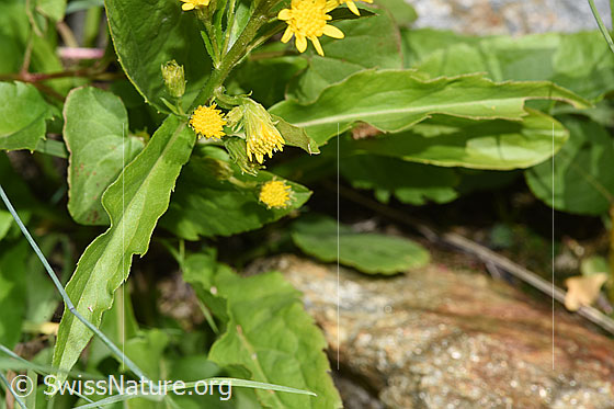 Photo: Solidago virgaurea ssp. minuta. Blossoms and leaves.