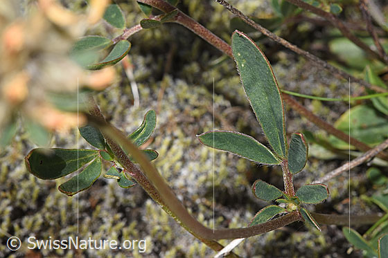 Foto: Alpen-Wundklee (Anthyllis vulneraria ssp. alpestris). Stängel und Stängelblatt.